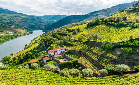 Obrázek pro kategorii Ribera el Duero