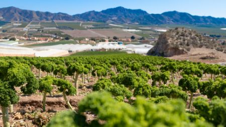 Obrázek pro kategorii Murcia